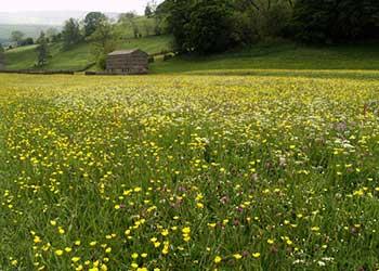 نت قطعه Meadow Lands